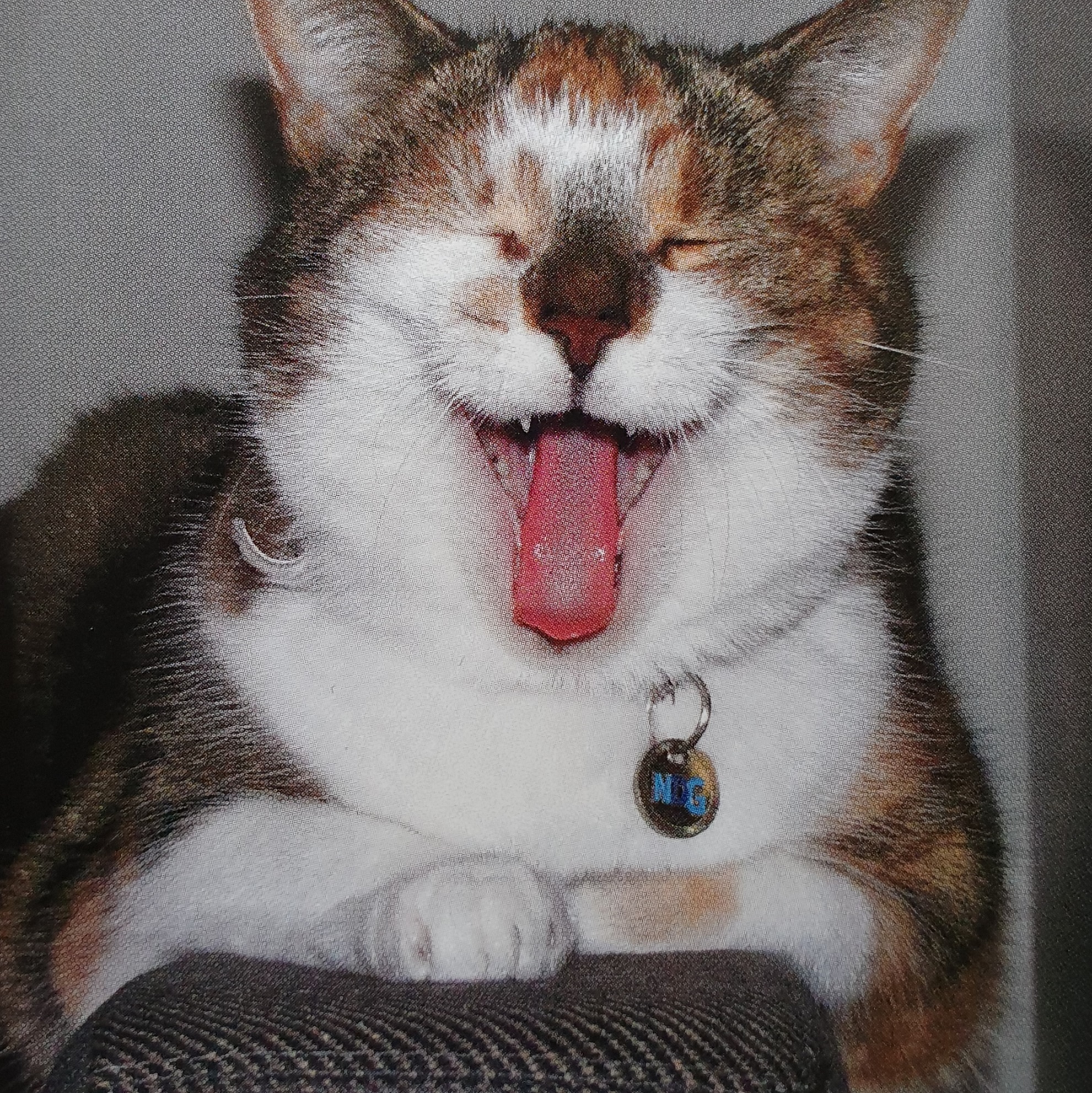 Polly
